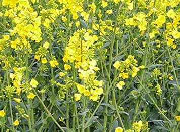 Yellow Rape Flower seeds for Planting - Fragrant Blossoms, Heirloom & GMO Free Seeds for Home Garden
 
 Sale for planting in home garden.