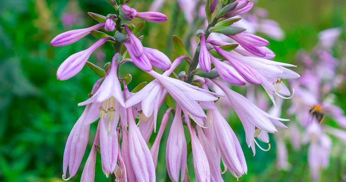 Hosta Flower seeds for Planting Sun Loving Heirloom & GMO Free Seeds for Home Garden 
 
 Sale for planting in home garden
