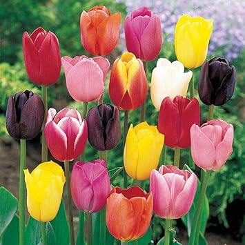 Pink Nezabudka Flower Seeds for Garden Colorful Display Heirloom & GMO Free Seeds for Home Garden
 
 Sale for planting in home garden