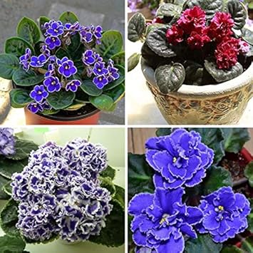 Light Blue Pink Fuchsia Flower Seeds for Planting Pollinator Friendly Heirloom & GMO Free Seeds for Home Garden
 
 Sale for planting in home garden