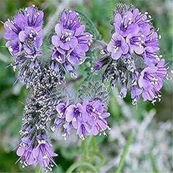 Sky Blue Fern for Planting Seasonal Bloomer Heirloom & GMO Free Seeds for Home Garden
 
 Sale for planting in home garden