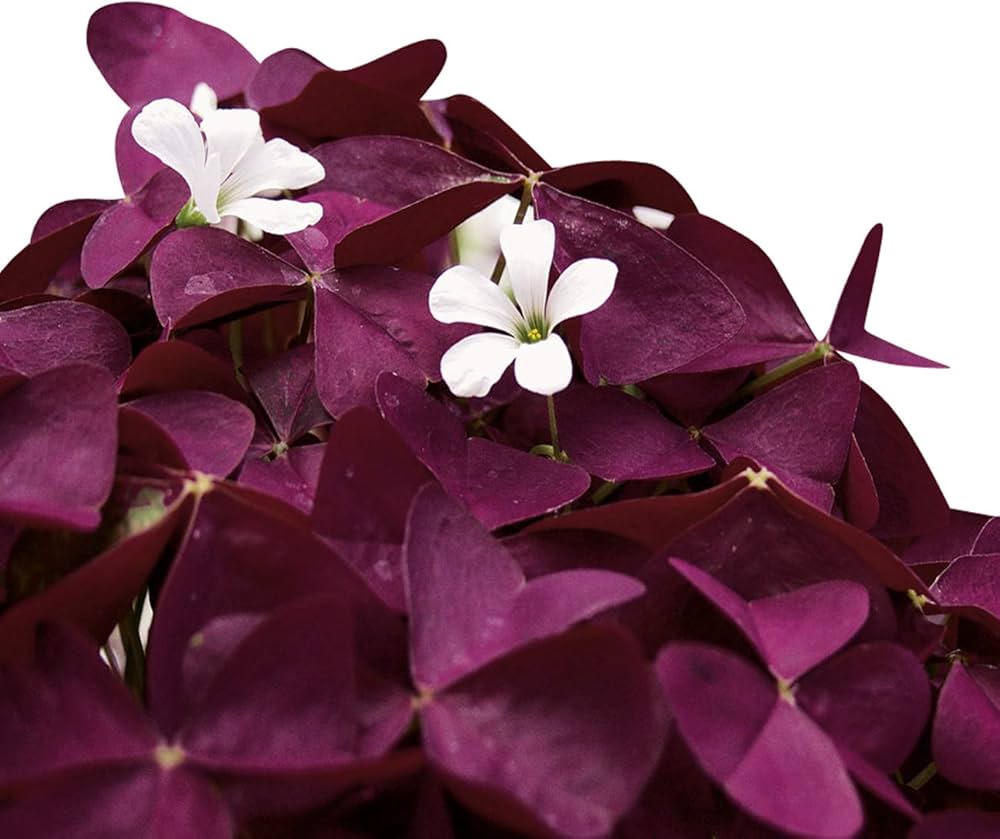 Oxalis Corymbosa Flower seeds for Planting - Perfect for Borders, Heirloom & GMO Free Seeds for Home Garden
 
 Sale for planting in home garden.
