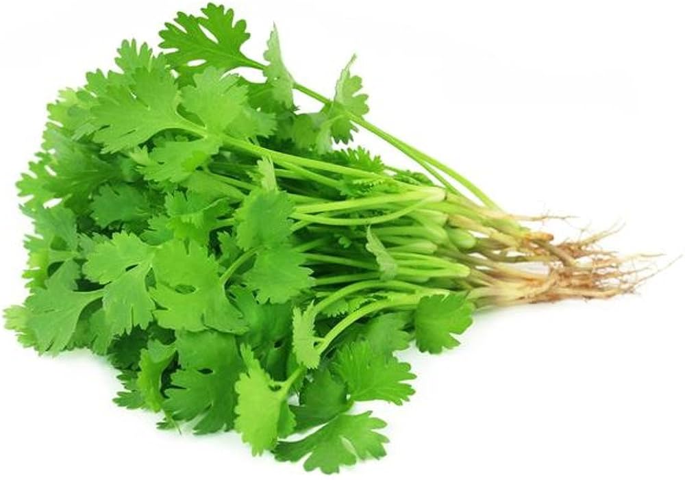 Cilantro Coriander Coriandrum sativum for planting in kitchen garden