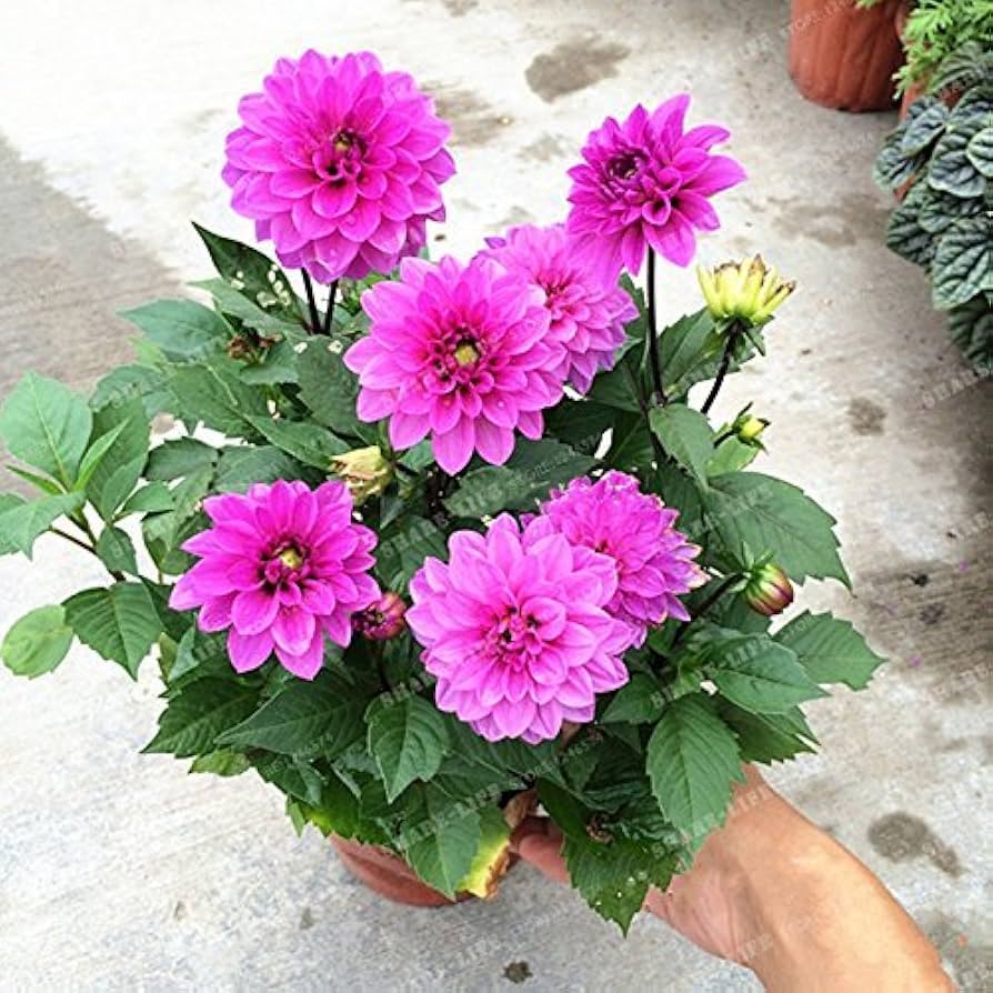 Mini Dahlia Vera Bag for bonsai planting