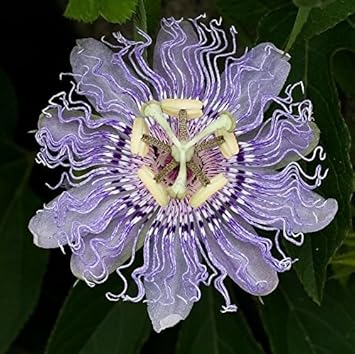 Purple Passiflora Flower seeds for Planting - Sun Loving, Heirloom & GMO Free Seeds for Home Garden
 
 Sale for planting in home garden