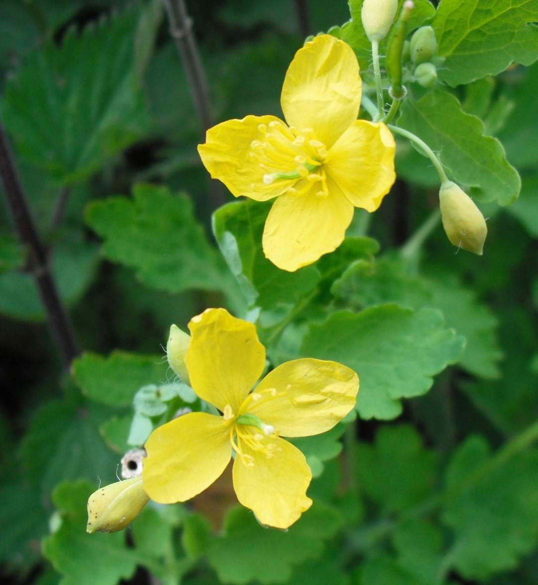 Chelidonium Celandine Flower seeds for Planting - Pollinator Friendly, Heirloom & GMO Free Seeds for Home Garden
 
 Sale for planting in home garden