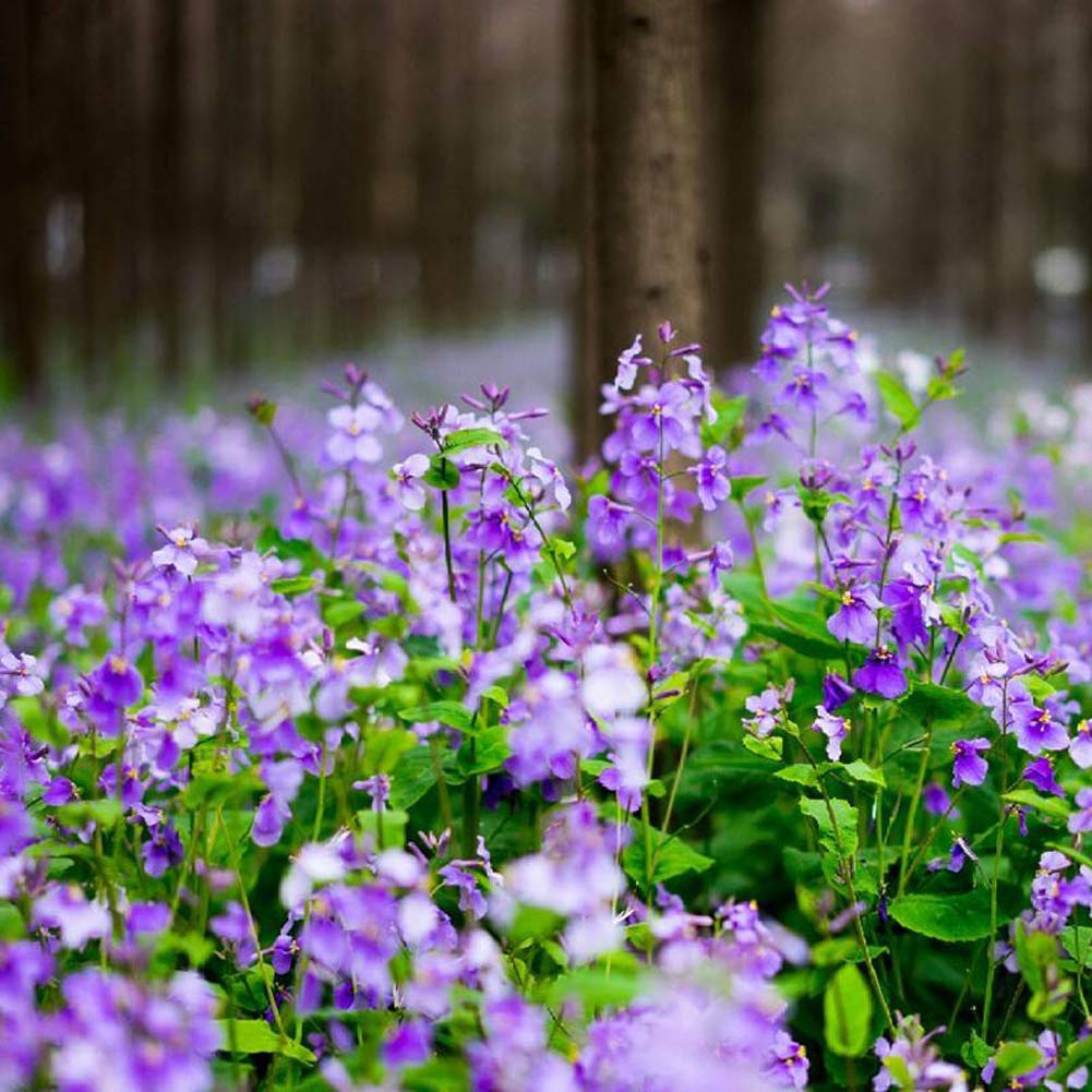 Orychophragmus (Orychophragmus Flower) seeds for planting in home garden