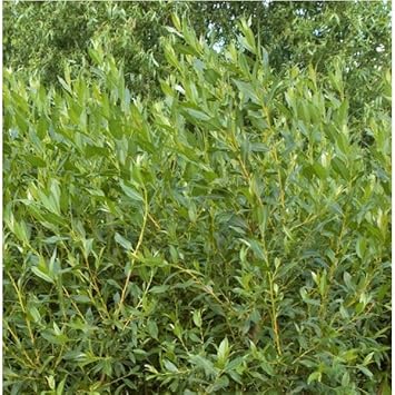 Flame Willow Flower seeds for Planting - Shade Tolerant, Heirloom & GMO Free Seeds for Home Garden
 
 Sale seeds for home garden