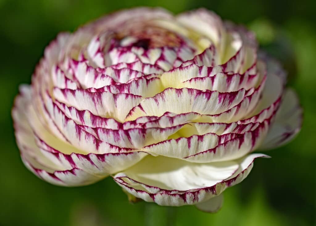 White Purple Ranunculus Flower seeds for Planting - Cut Flower Favorite, Heirloom & GMO Free Seeds for Home Garden
 
 Sale for planting in home garden.