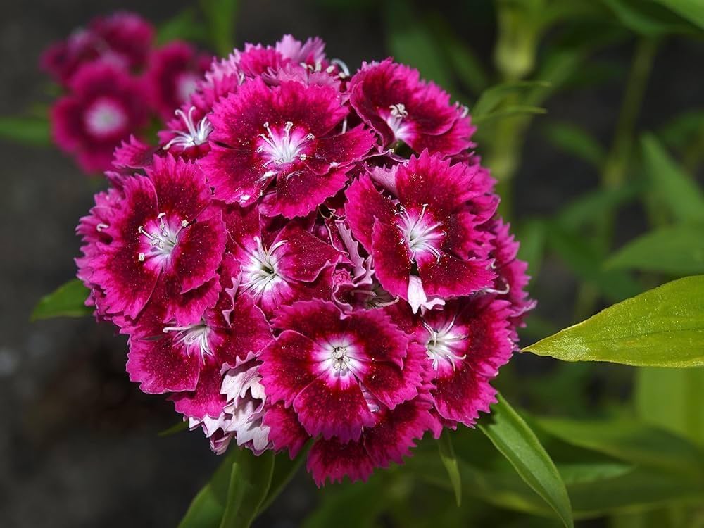 Sweet William Dianthus barbatus seeds for planting in flower border