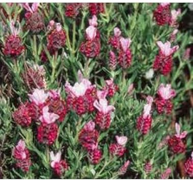 Red Lavender Flower seeds for Planting - Bright Blooms, Heirloom & GMO Free Seeds for Home Garden
 
 Sale seeds for home garden