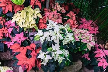 Multi-Colored Poinsettia Flower seeds for Planting - Cottage Garden Essential, Heirloom & GMO Free Seeds for Home Garden
 
 Sale for planting in home garden.