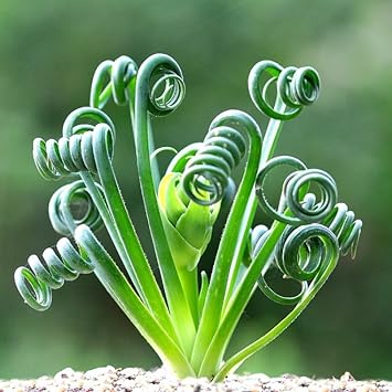 Spiralis Flower seeds for Planting - Sun Loving, Heirloom & GMO Free Seeds for Home Garden
 
 Sale for planting in home garden