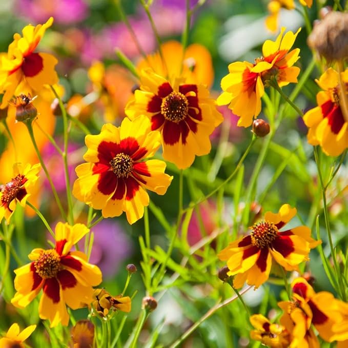 Coreopsis Coreopsis spp. for planting in flower bed