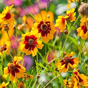 Coreopsis Coreopsis spp for planting in flower bed