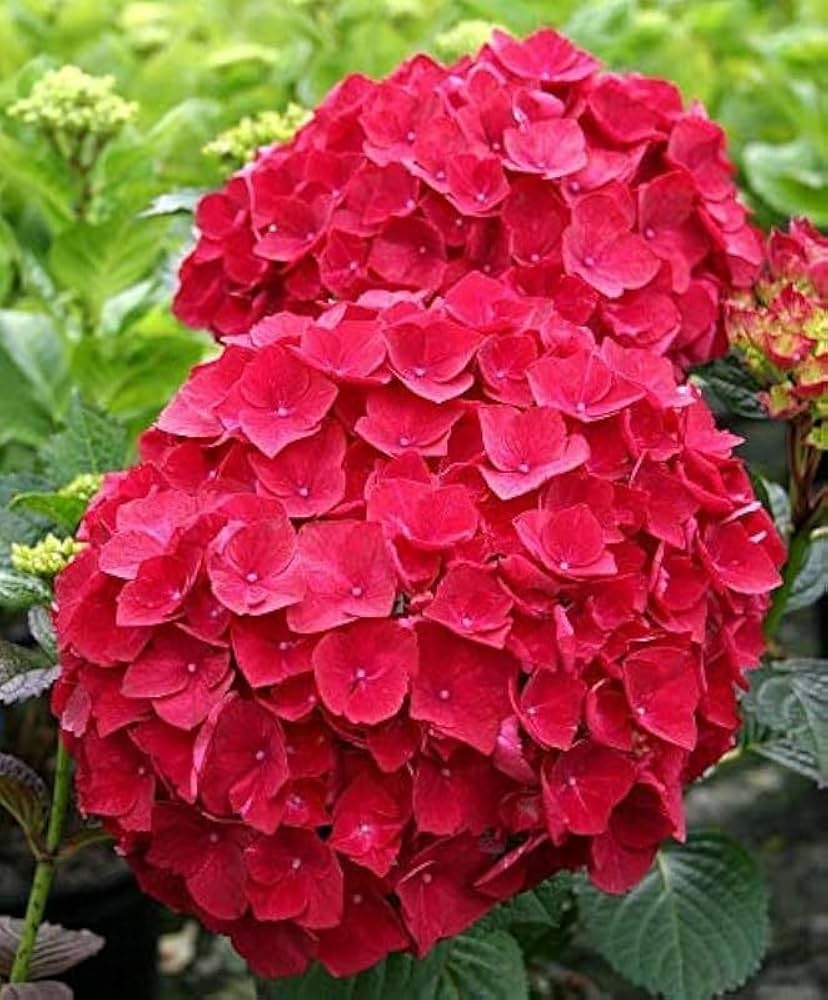 Hydrangea Tohum Flower Plants for garden