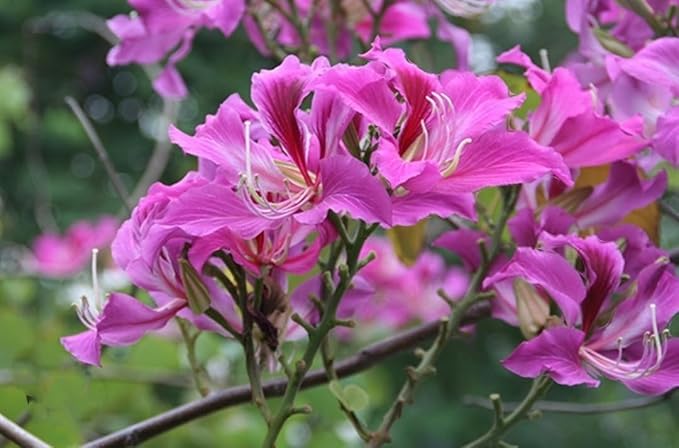 Orchid Flower Tree Orchidaceae spp. for planting in tropical garden