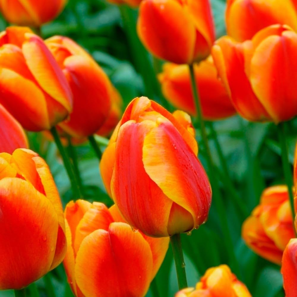 Orange Tulip Flower seeds for Planting - Easy to Grow, Heirloom & GMO Free Seeds for Home Garden
 
 Sale seeds for home garden