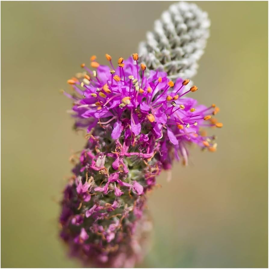 Purple Clover Trifolium Purpureum Seeds for planting in pollinator garden
