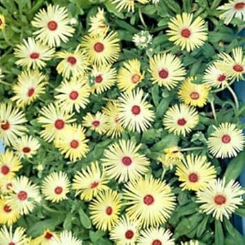Yellow Red Ice Flower seeds for Planting - Hardy Variety, Heirloom & GMO Free Seeds for Home Garden
 
 Sale for planting in home garden.