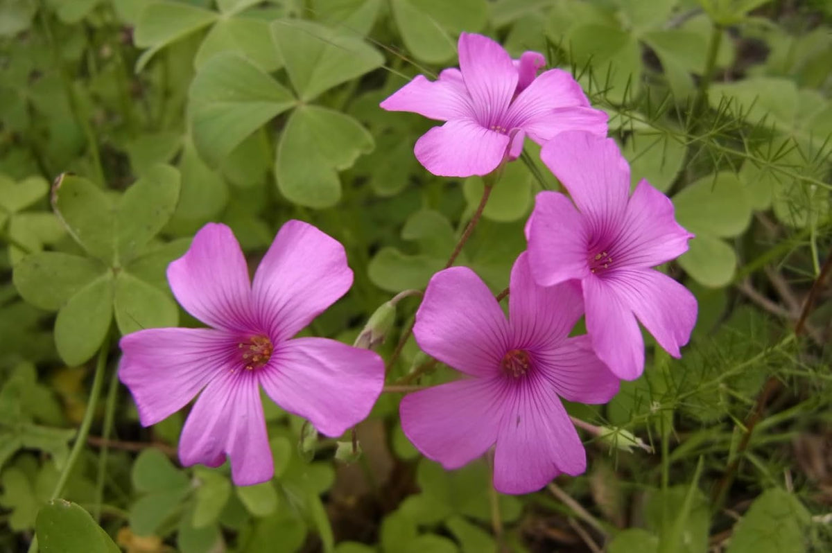 Oxalis Articulata Flower seeds for Planting - Perfect for Borders, Heirloom & GMO Free Seeds for Home Garden
 
 Sale for planting in home garden.