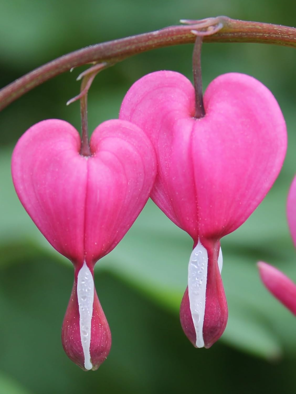 Poof Flower seeds for Planting - Fragrant Blossoms, Heirloom & GMO Free Seeds for Home Garden
 
 Sale seeds for home garden