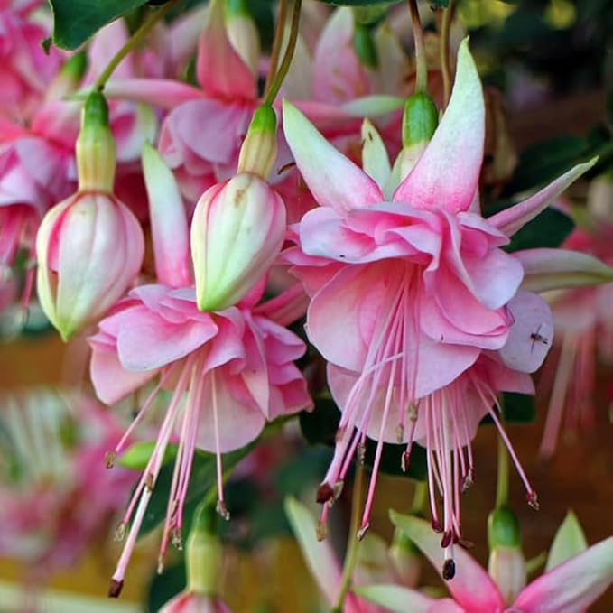 Fuchsia Fuchsia spp. for planting in flower bed