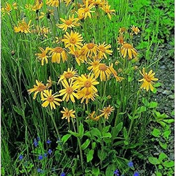 Yellow Mountain Arnica Flower seeds for Planting - Garden Favorite, Heirloom & GMO Free Seeds for Home Garden
 
 Sale seeds for home garden