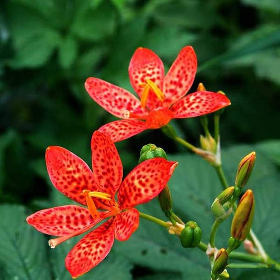 Red Leopard Flower seeds for Planting - Low Maintenance, Heirloom & GMO Free Seeds for Home Garden
 
 Sale seeds for home garden