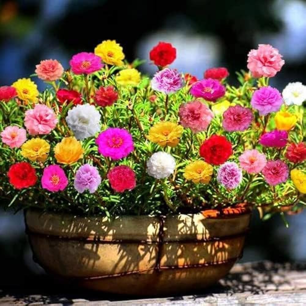 Yellow Pink Rose Flower Seeds Planting