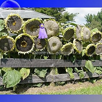 Gray Mongolian SunFlower seeds for Planting Easy to Grow Heirloom & GMO Free Seeds for Home Garden
 
 Sale seeds for home garden planting