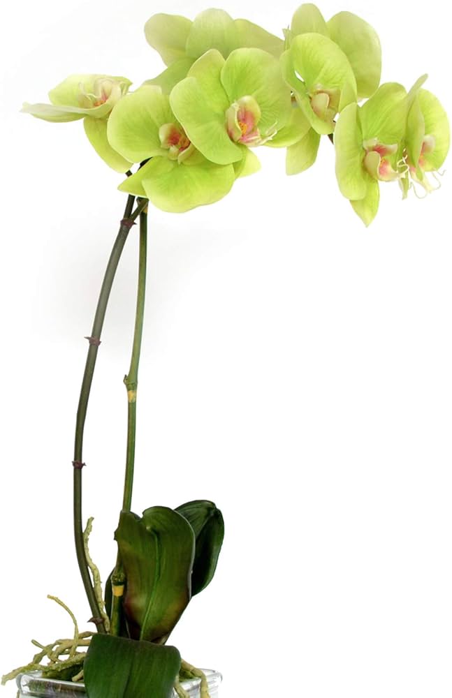 Phalaenopsis Orchid Phalaenopsis spp. Seeds for planting in flower bed