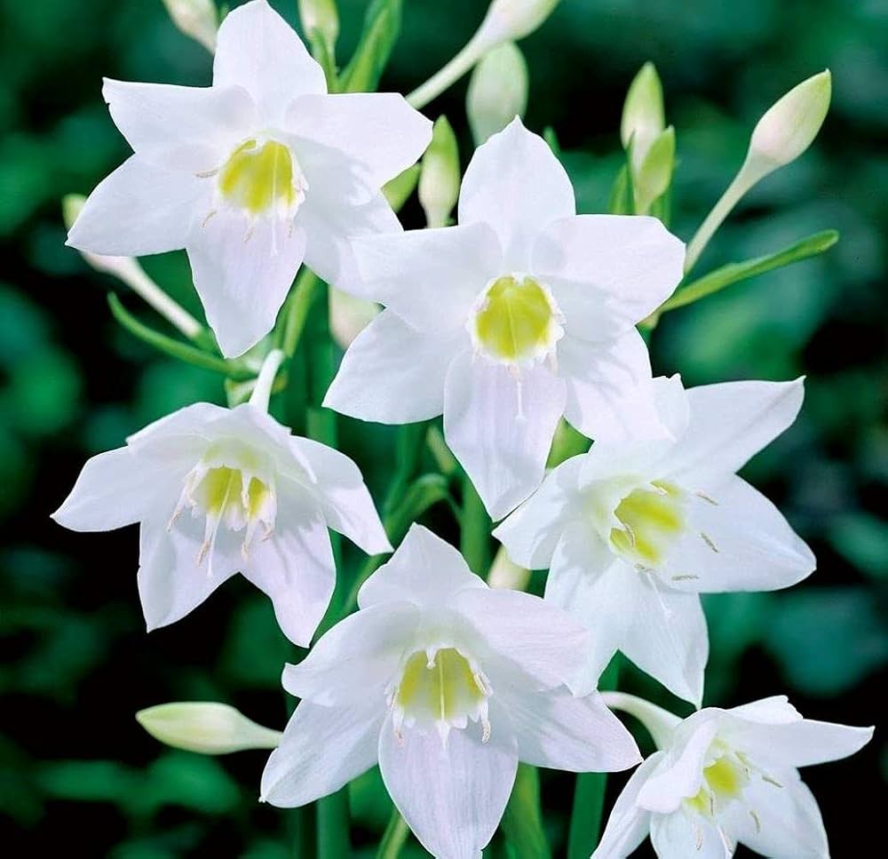 Perfume Lily Flower Seeds for fragrant, elegant blooms