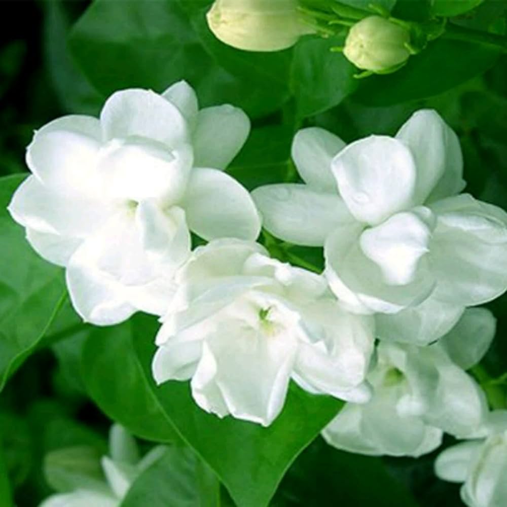 White Jasminoides Flower seeds for Planting - Garden Favorite, Heirloom & GMO Free Seeds for Home Garden
 
 Sale seeds for planting in home garden