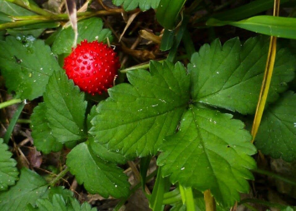 Duchesnea indica Indian Strawberry for planting in home garden