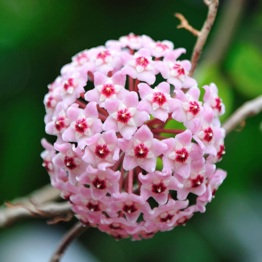 Hoya Carnosa Flower seeds for Planting - Compact Growth, Heirloom & GMO Free Seeds for Home Garden
 
 Sale seeds for planting in home garden