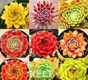 Mixed Sempervivum Flower seeds for Planting - Pollinator Friendly, Heirloom & GMO Free Seeds for Home Garden
 
 Sale for planting in home garden.
