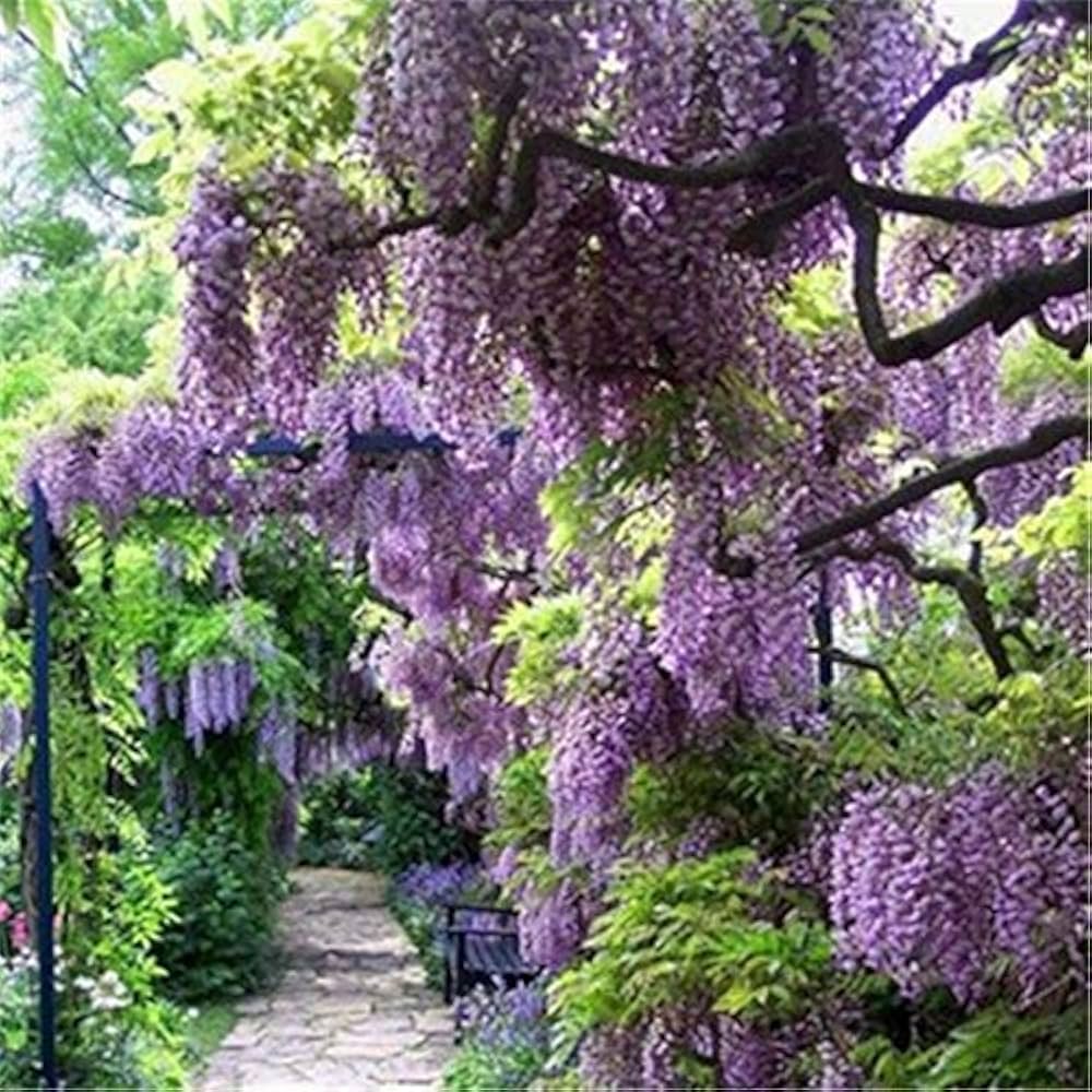 Beautiful Purple Wisteria Vine Seeds for Cascading, Fragrant Garden Blooms