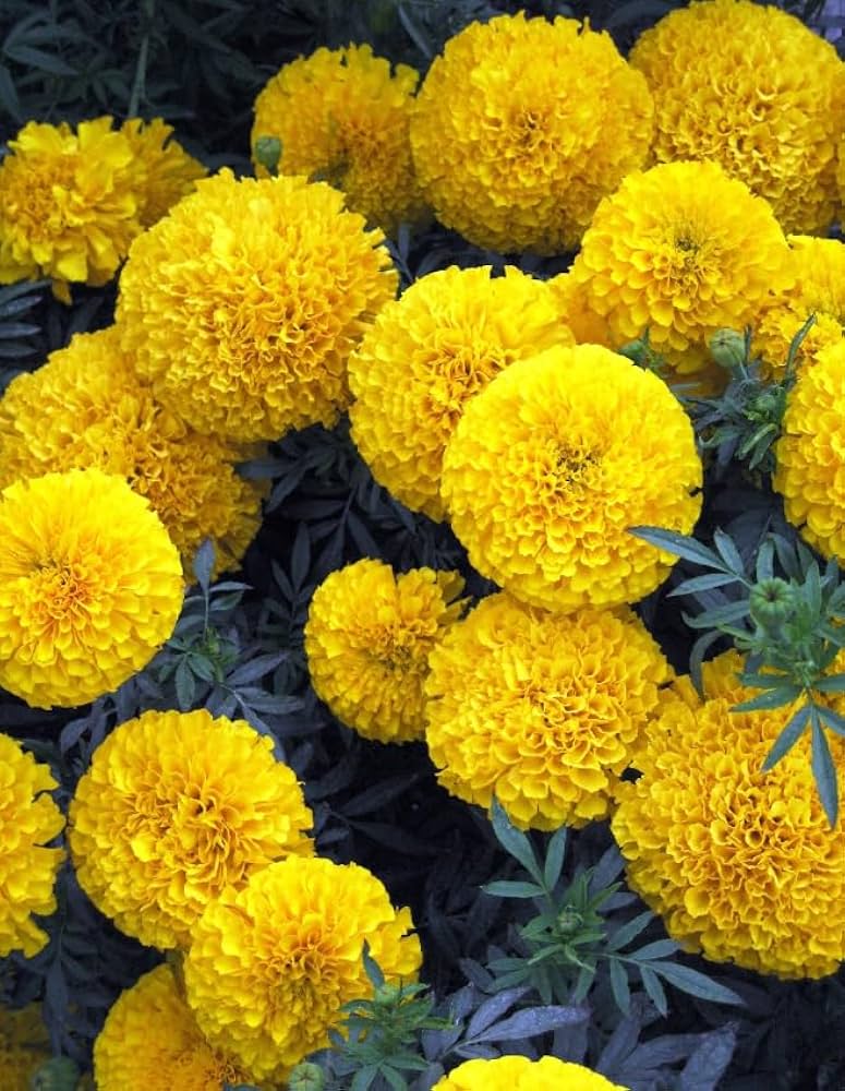 Marigold Tagetes erecta for planting in flower bed