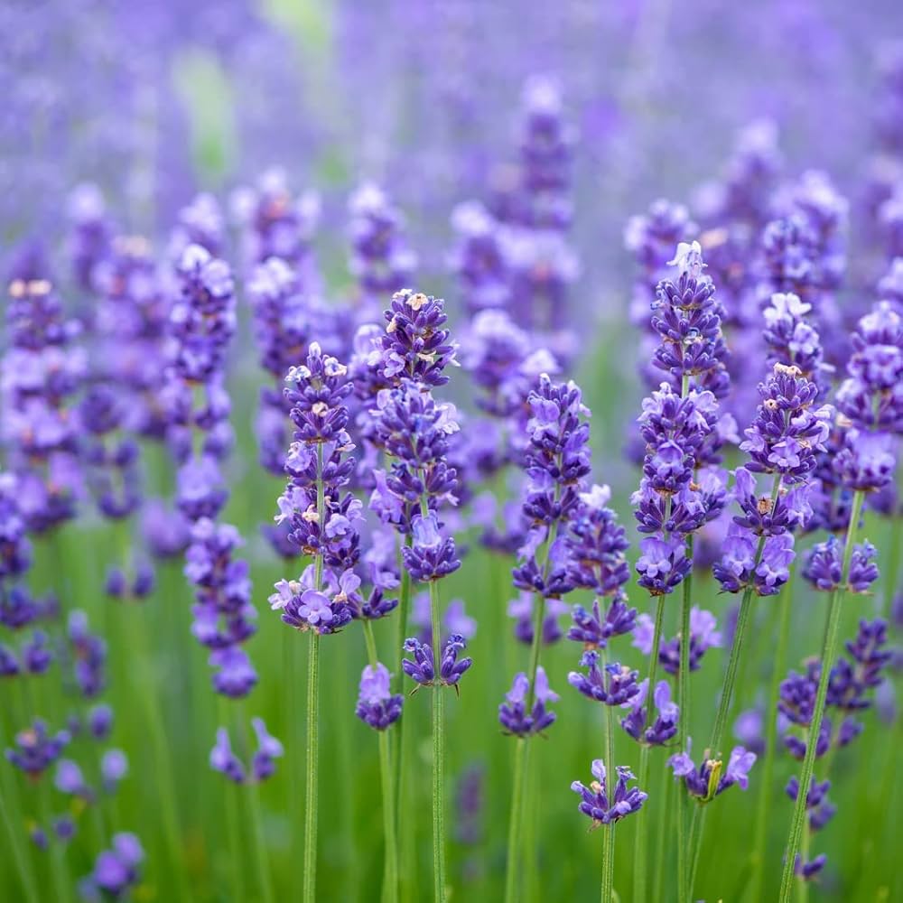 English Lavender (Lavandula angustifolia) Flower seeds for Planting - Premium Quality, Heirloom & GMO Free Seeds for Home Garden
 
 Sale seeds for planting in home garden