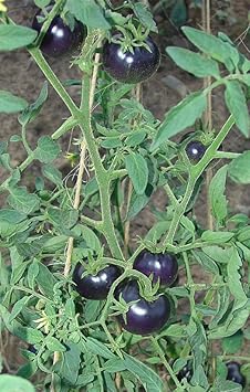 Blue Tomato Seeds For Vegetable Planting Seeds