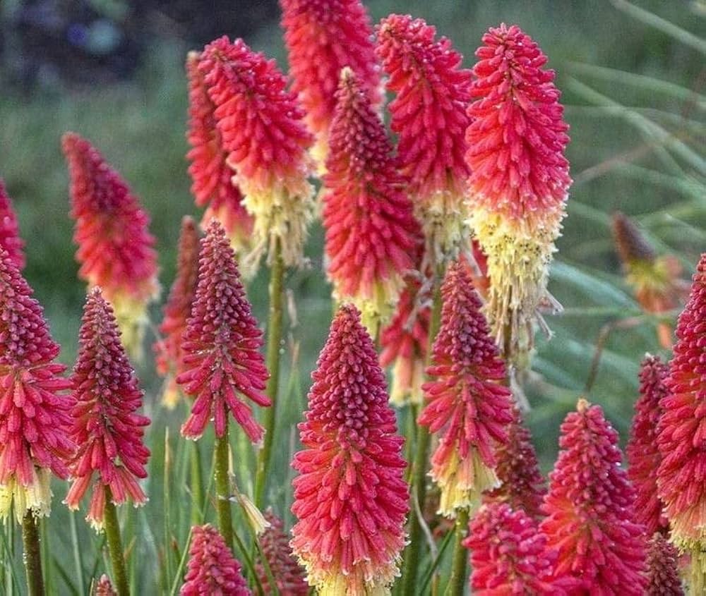 Torch Lily Seeds Kniphofia uvaria for Planting in Flower Border and Pollinator Garden
