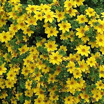 Yellow Bidens Flower seeds for Planting - Low Maintenance, Heirloom & GMO Free Seeds for Home Garden
 
 Sale seeds for planting in home garden