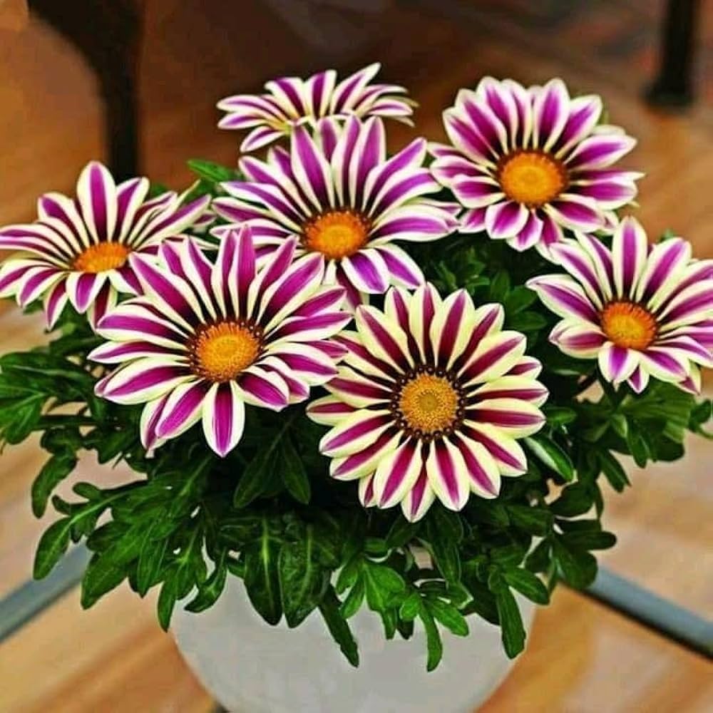 Purple Gazania Flower seeds for Planting - Shade Tolerant, Heirloom & GMO Free Seeds for Home Garden
 
 Sale seeds for planting in home garden
