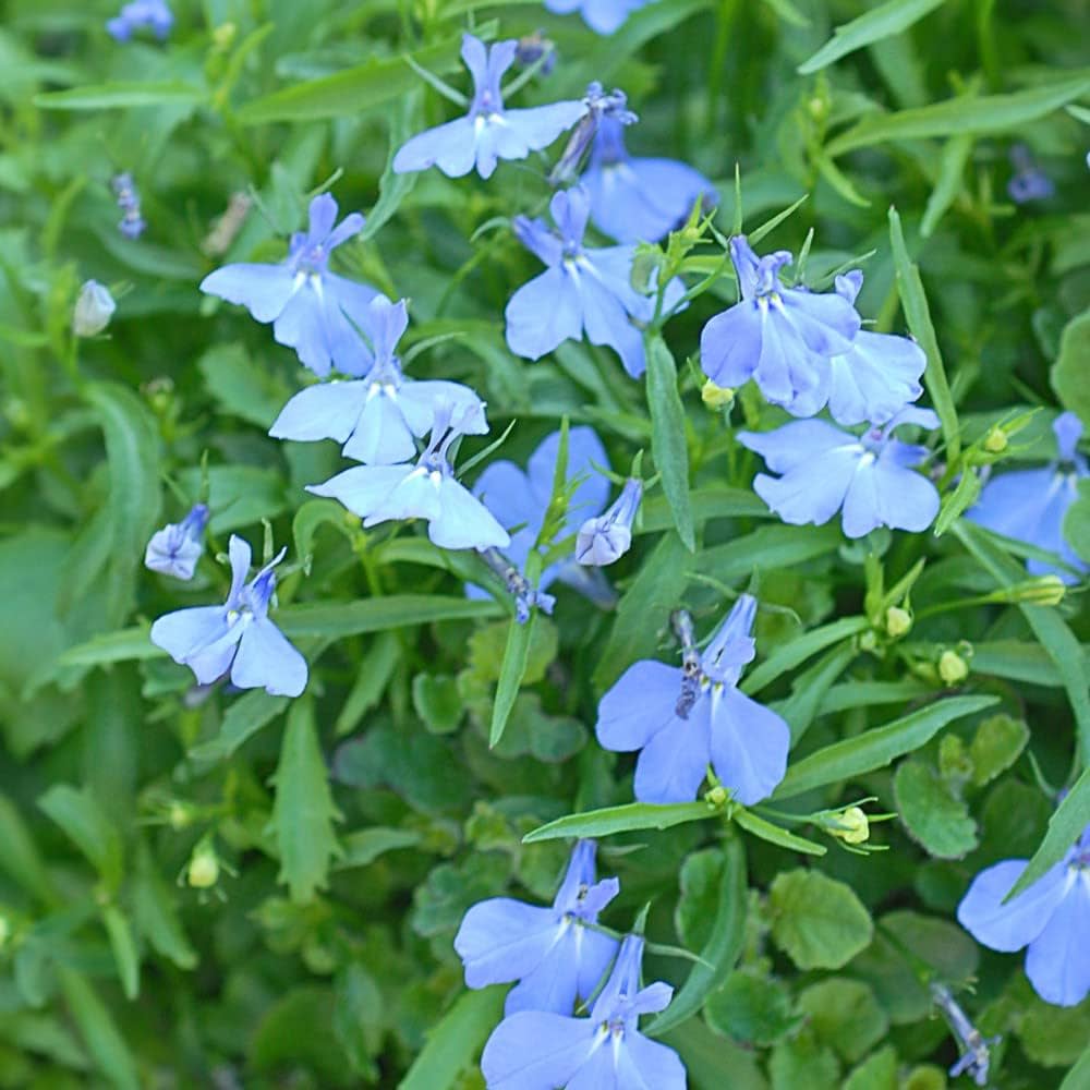 Lobelia Crest Blue White flower seeds for bright garden blooms