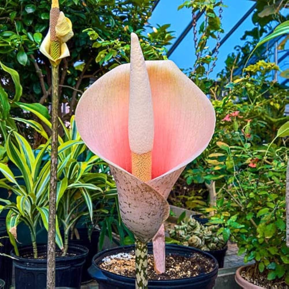 Voodoo Lily Seeds: Exotic Flowering Plant Seeds For Unique Garden Aesthetics Flower