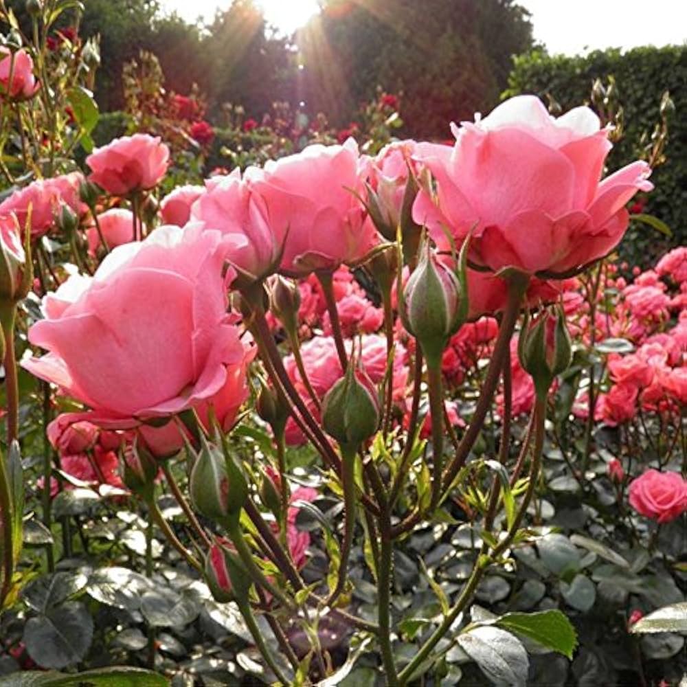 Polyantha Rose Rosa spp. Seeds for planting in flower bed