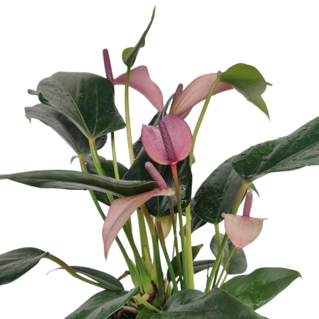 Anthurium Purple Flower Seeds For Planting - Rich Decorative Blooms