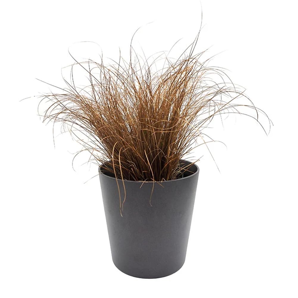 Graceful Carex Comans Plant Seeds For Easy Planting