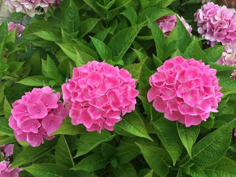 Hydrangea Paniculata Hydrangea for planting in flower bed